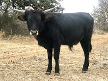 Sunhaven Delta x SS Bull 2019