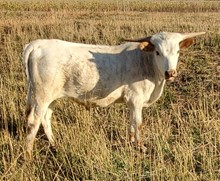 22 steer
