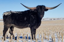 LL Rural Respect
