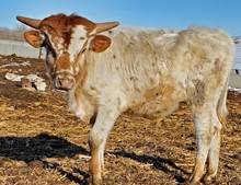 2022 Steer
