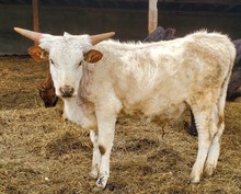 Harvest steer