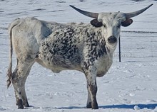 LL ARTEMIS 