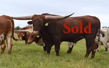 BULL 607
