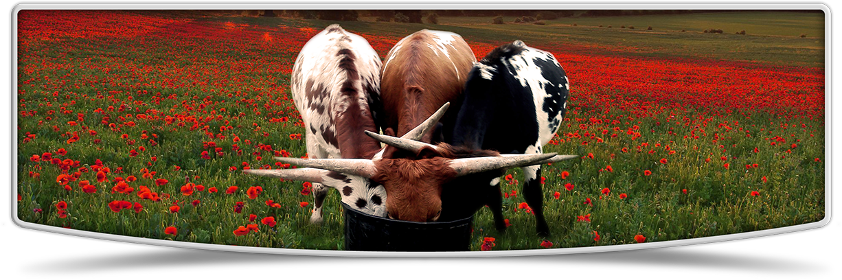Lutt Longhorns 2015 heifer banner image
