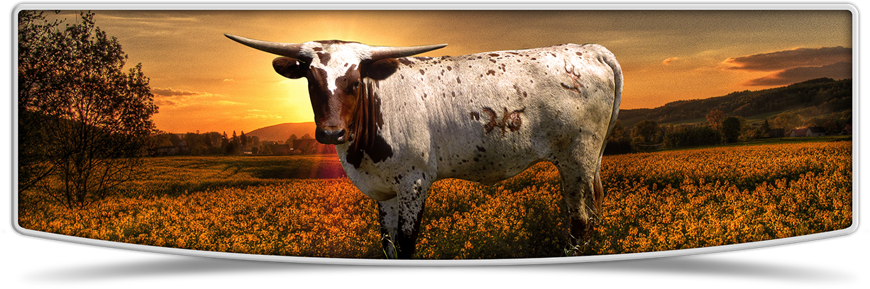 Lutt Longhorns heifer banner image