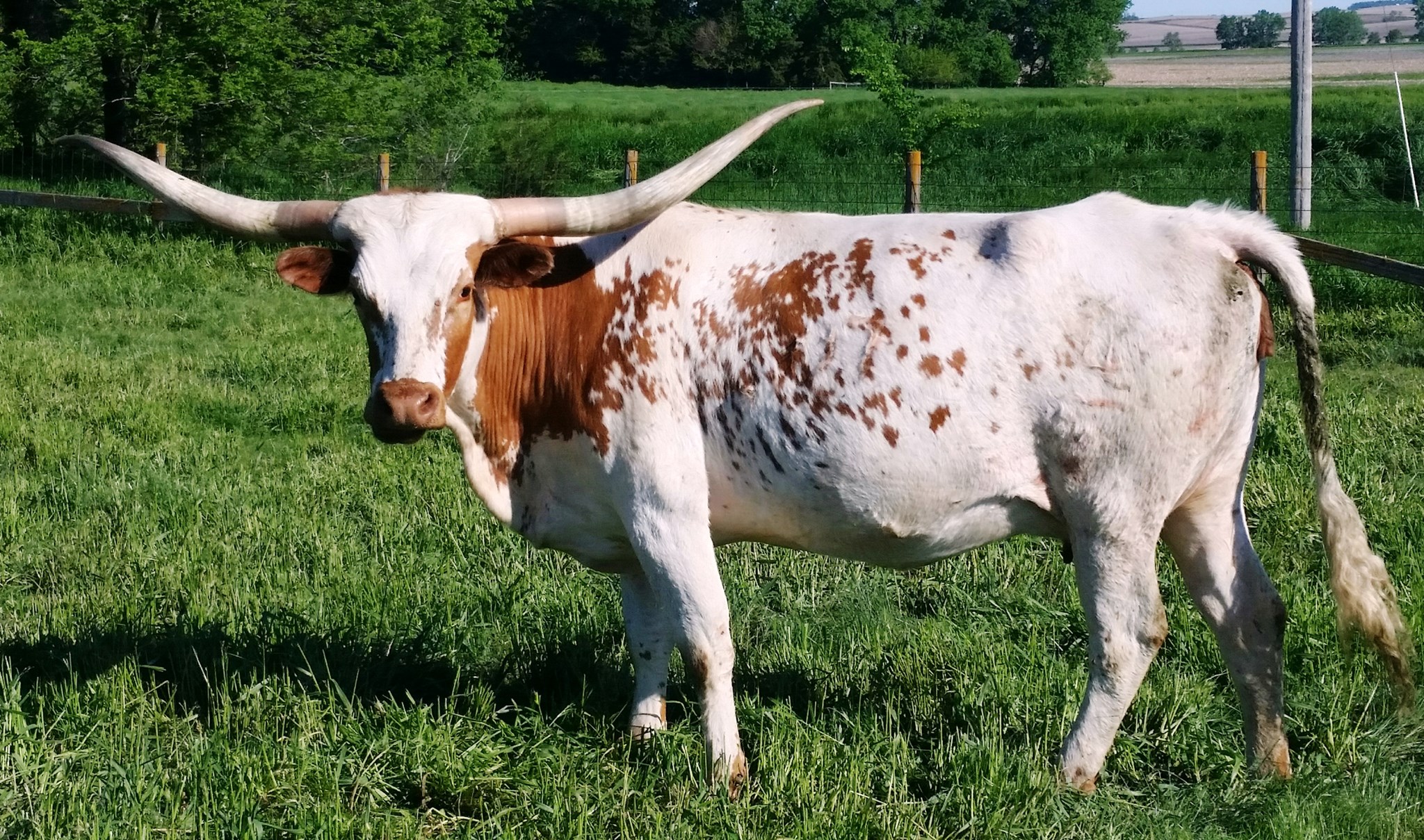 lutt longhorns raising registered