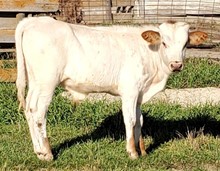LL Steer 10