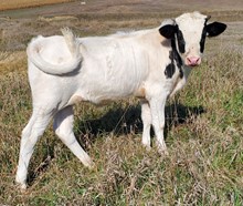 LL STEER 13