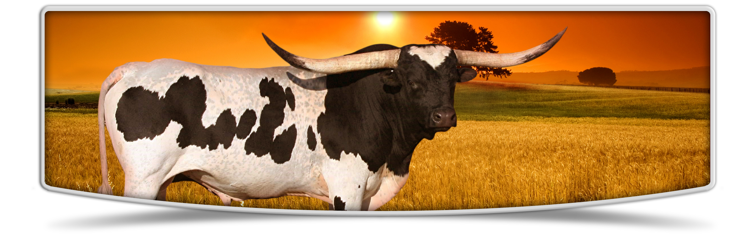 Lutt Longhorns Bulls banner image