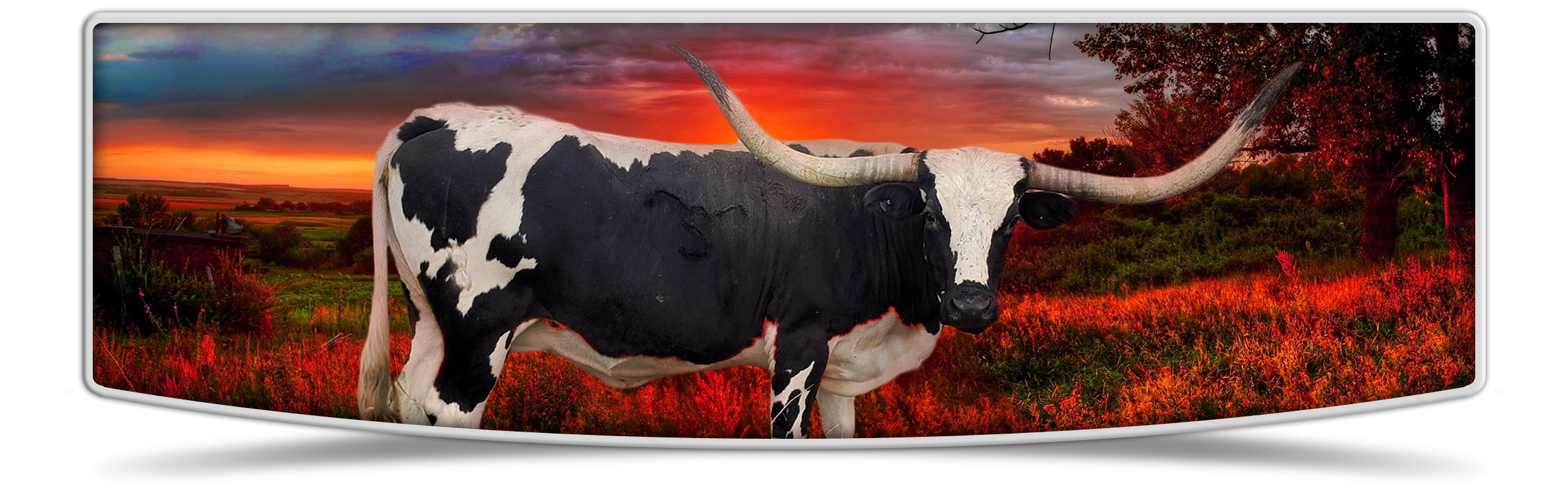 Lutt Longhorns sale banner image